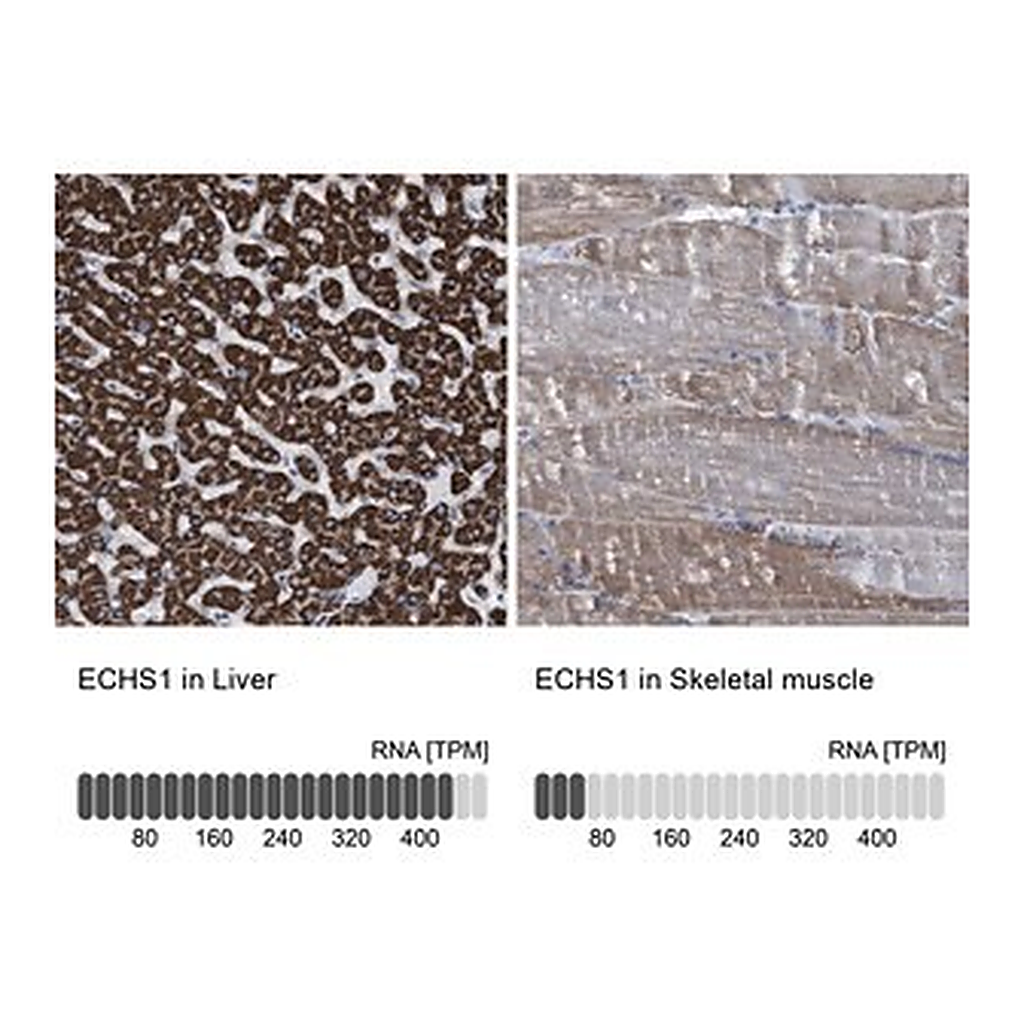Merck Anti-ECHS1 antibody produced in rabbit