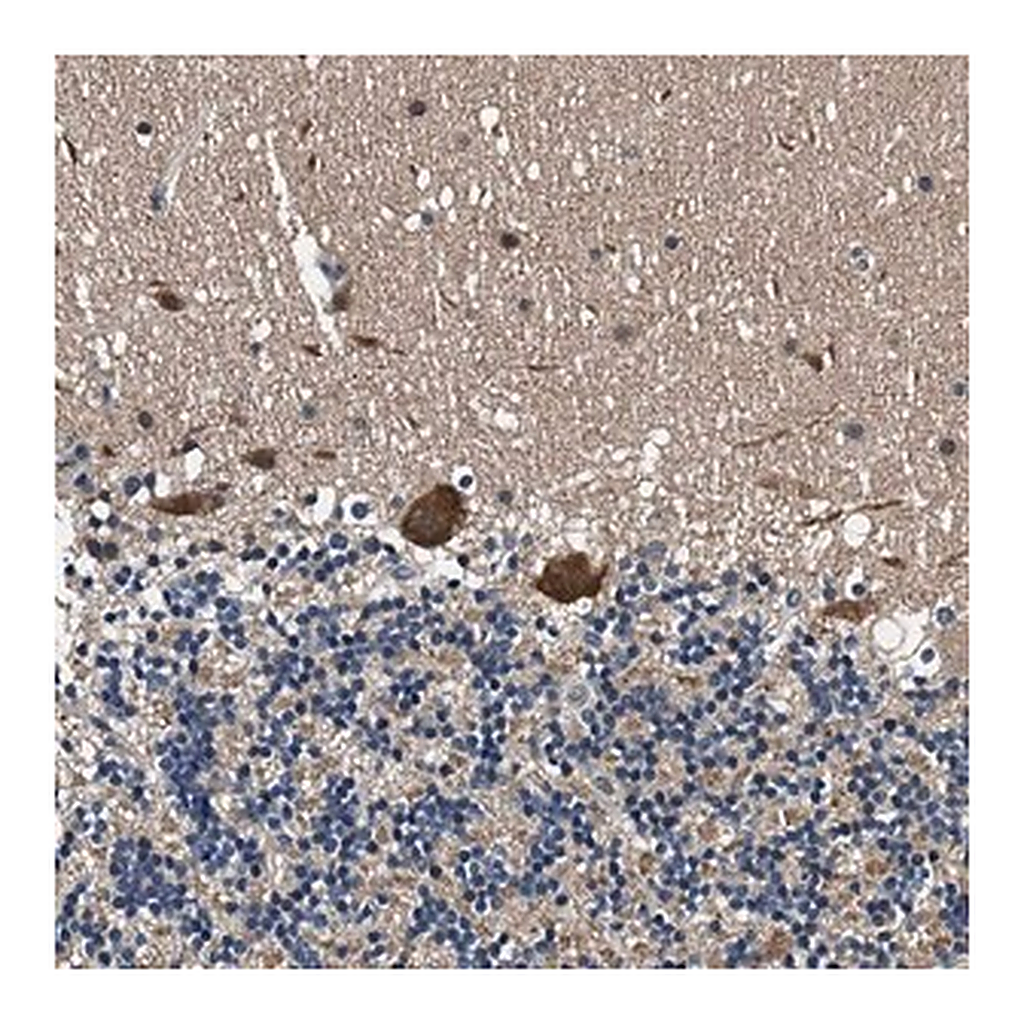 Merck Anti-PRPSAP2 antibody produced in rabbit