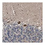 Merck Anti-PRPSAP2 antibody produced in rabbit