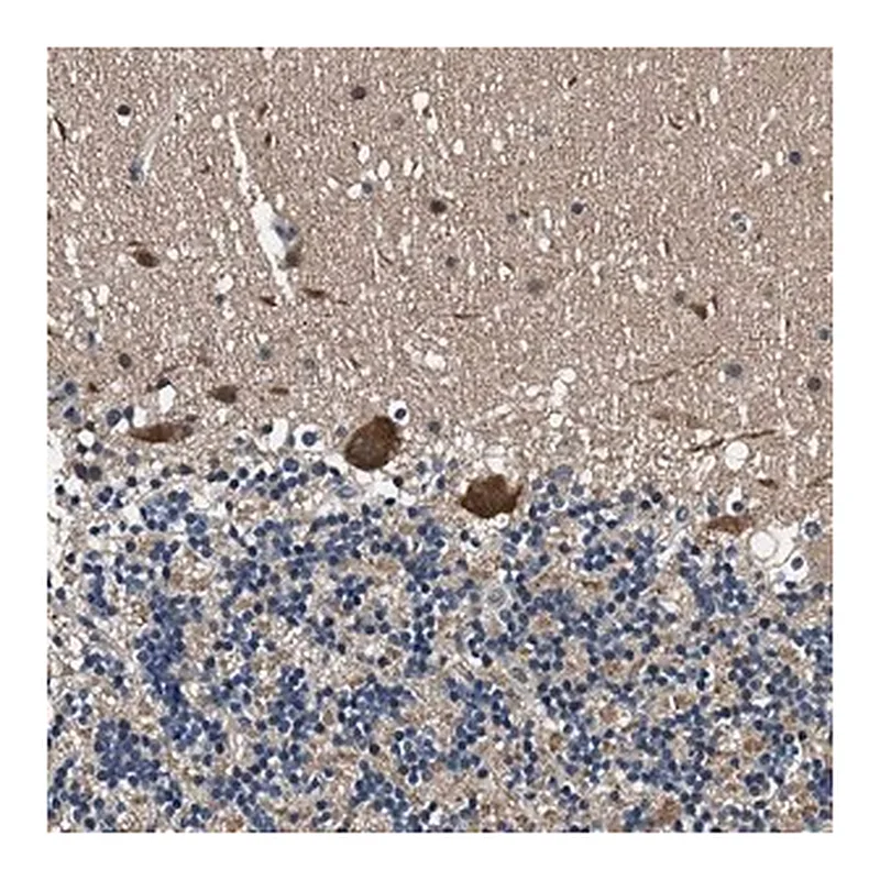 Merck Anti-PRPSAP2 antibody produced in rabbit