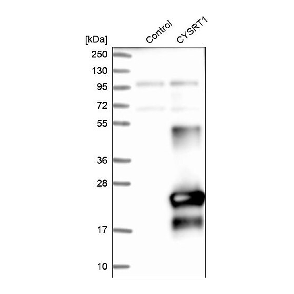 Merck Anti-CYSRT1 antibody produced in rabbit