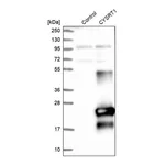 Merck Anti-CYSRT1 antibody produced in rabbit