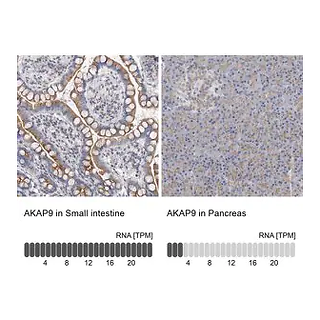 Merck Anti-AKAP9 antibody produced in rabbit