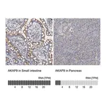Merck Anti-AKAP9 antibody produced in rabbit