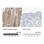 Merck Anti-DYSF antibody produced in rabbit