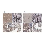 Merck Anti-MECR antibody produced in rabbit