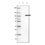 Merck Anti-KIF9 antibody produced in rabbit