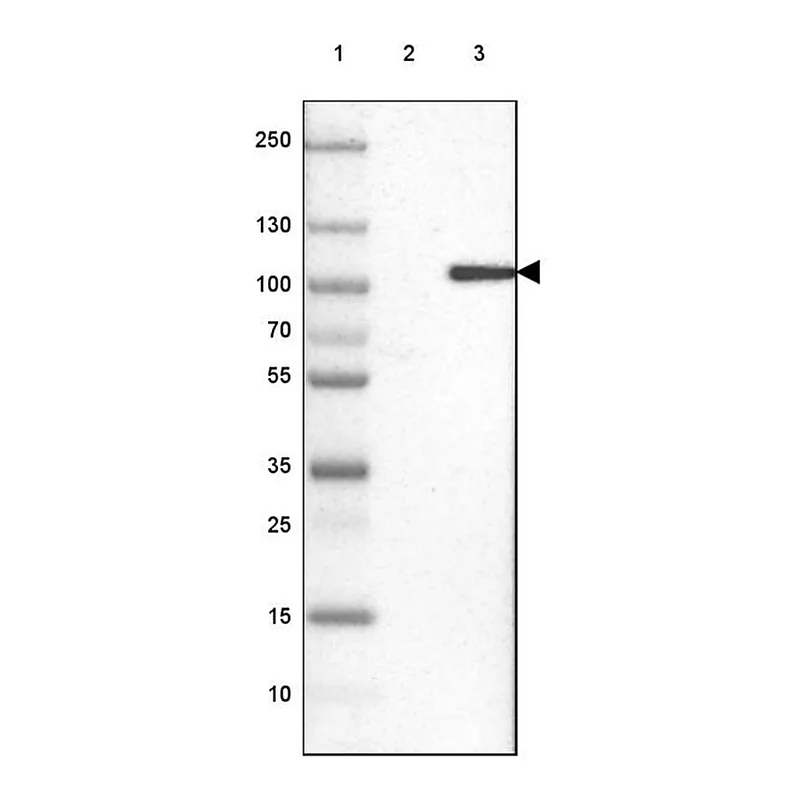 Merck Anti-KIF9 antibody produced in rabbit