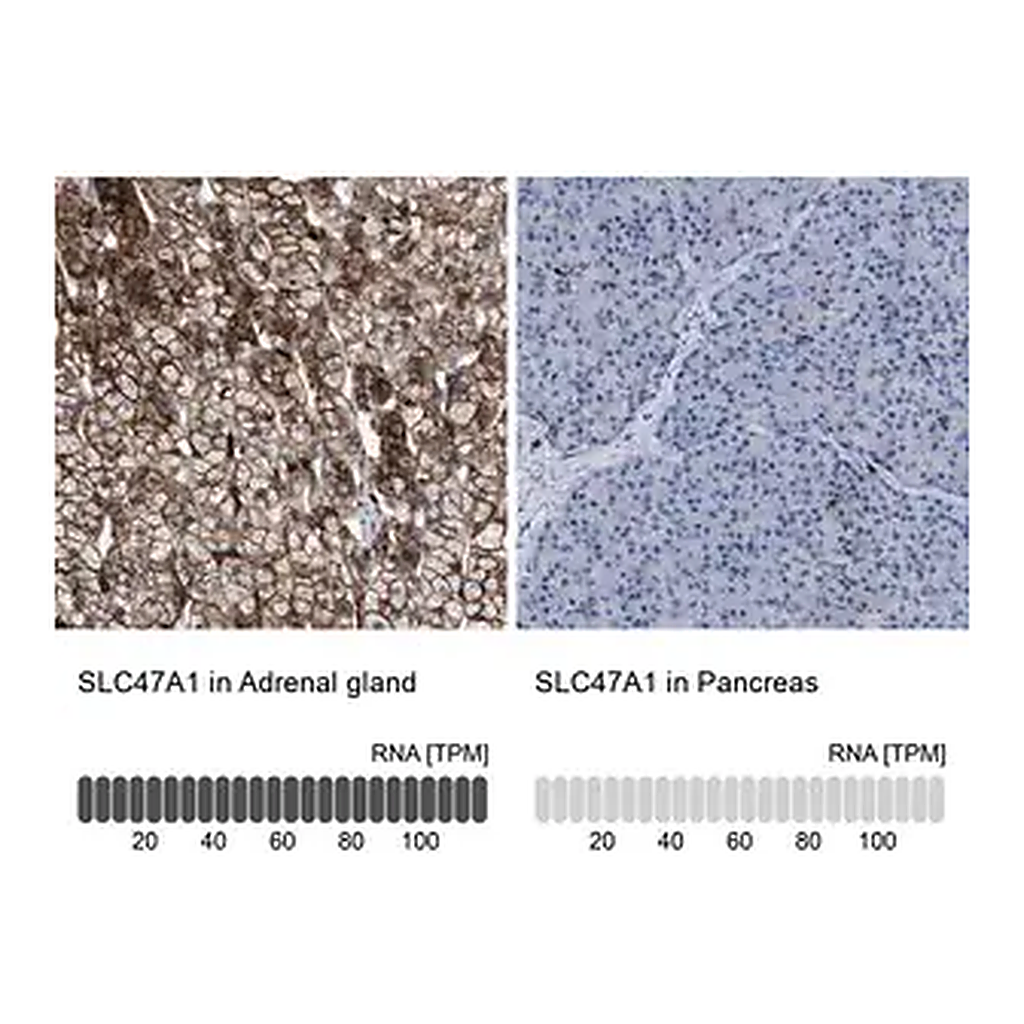 Merck Anti-SLC47A1 antibody produced in rabbit