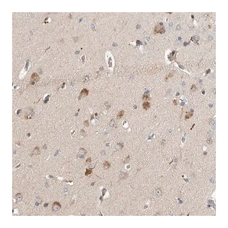 Merck Anti-LZTS1 antibody produced in rabbit