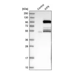Merck Anti-KIF9 antibody produced in rabbit