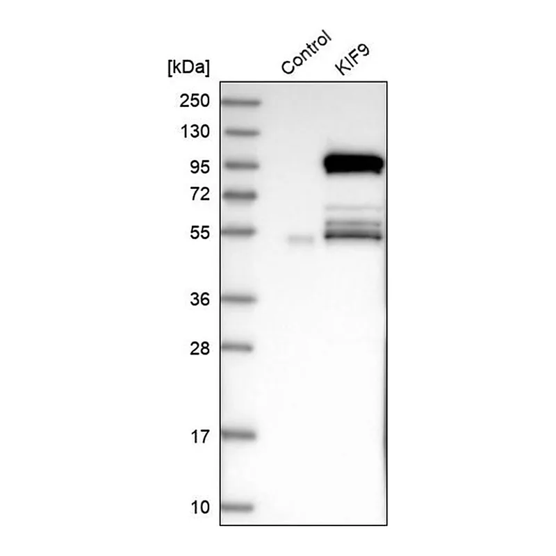 Merck Anti-KIF9 antibody produced in rabbit