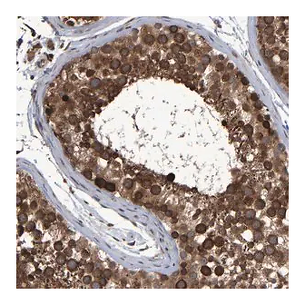 Merck Anti-SPAG5 antibody produced in rabbit
