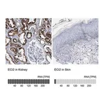 Merck Anti-ECI2 antibody produced in rabbit