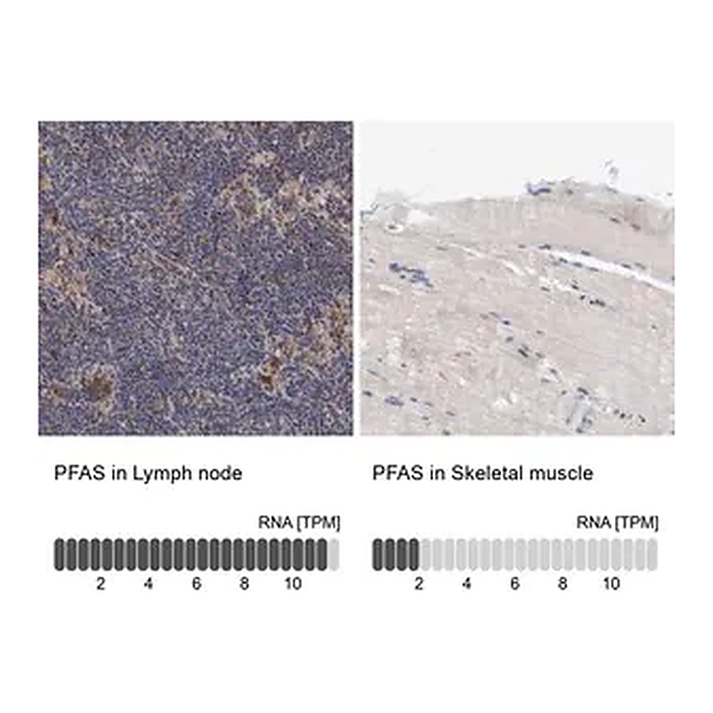 Merck Anti-PFAS antibody produced in rabbit