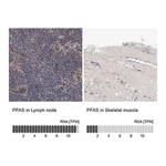 Merck Anti-PFAS antibody produced in rabbit