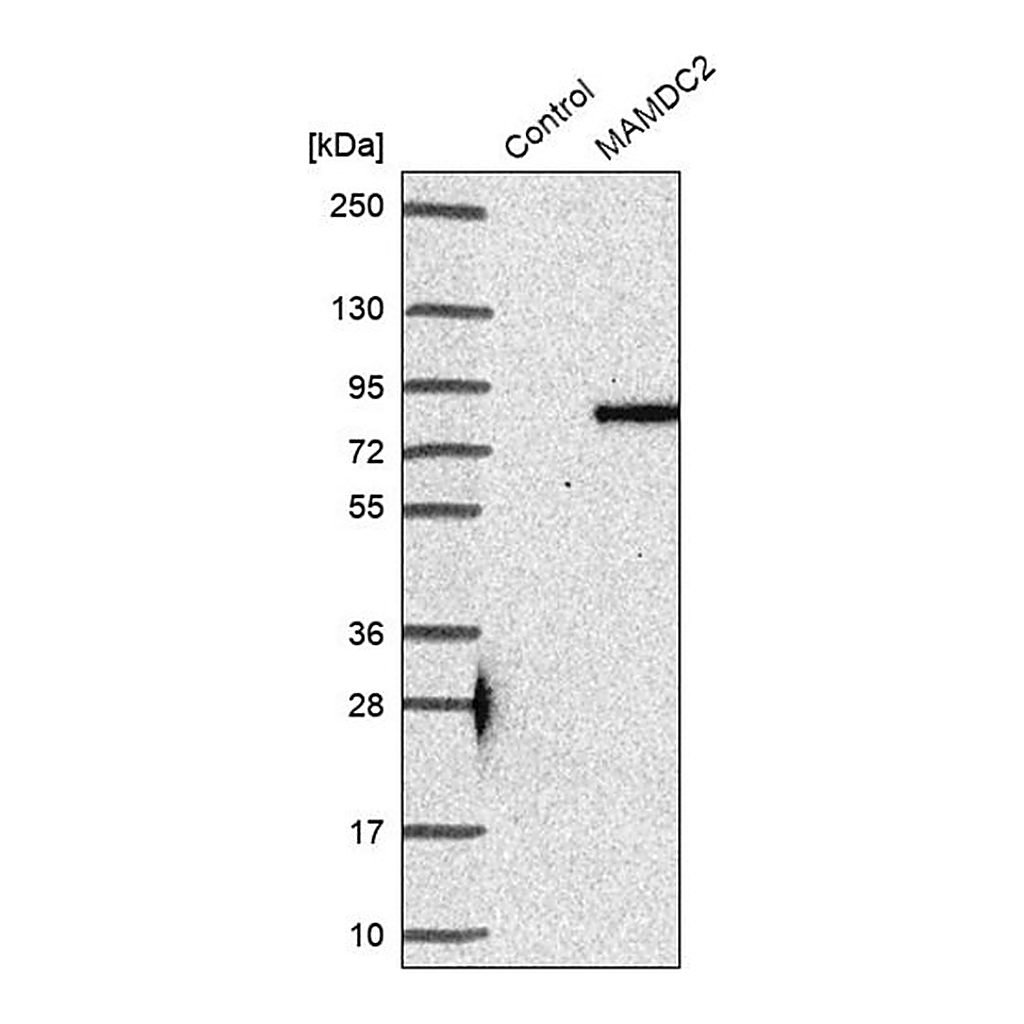 Merck Anti-MAMDC2 antibody produced in rabbit