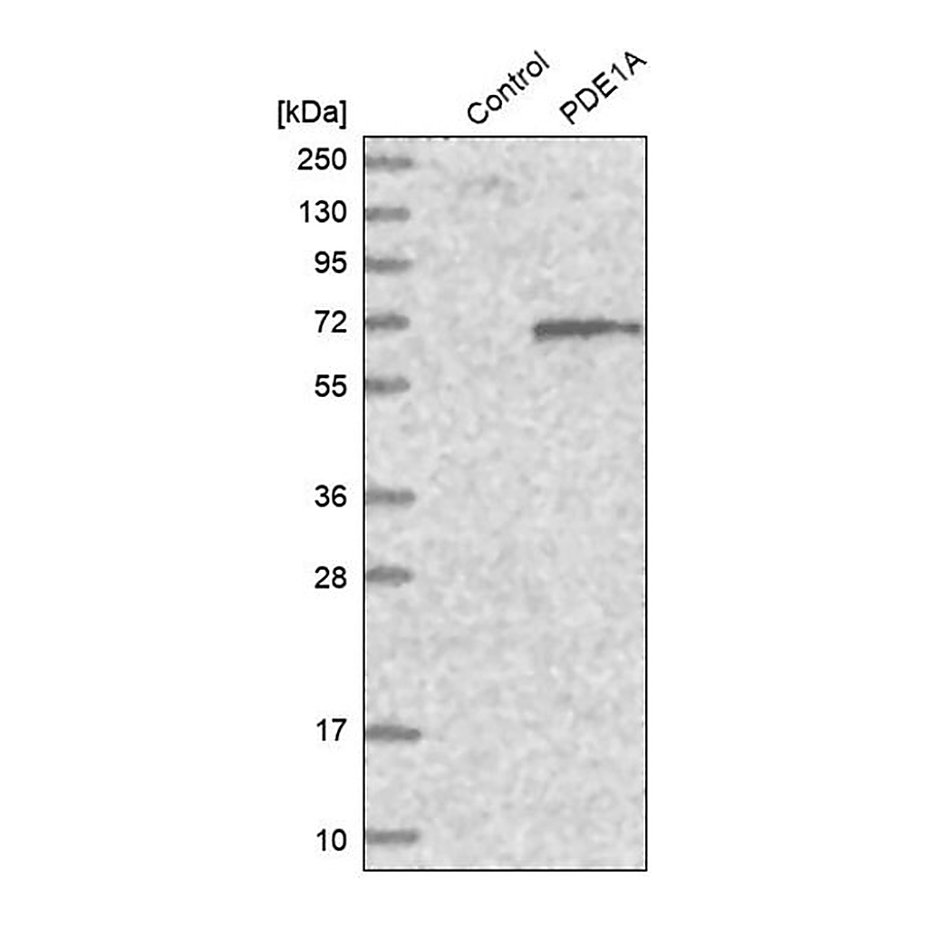 Merck Anti-PDE1A antibody produced in rabbit