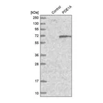 Merck Anti-PDE1A antibody produced in rabbit