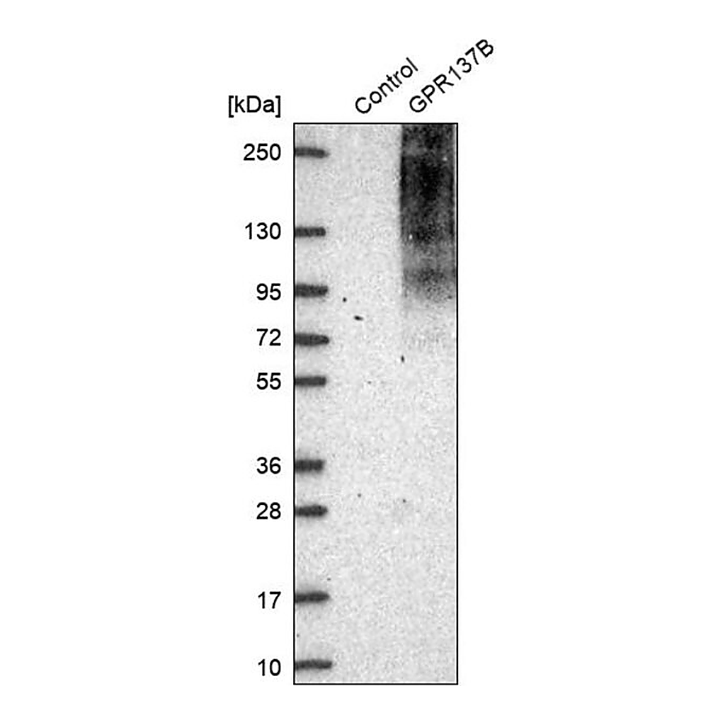 Merck Anti-GPR137B antibody produced in rabbit