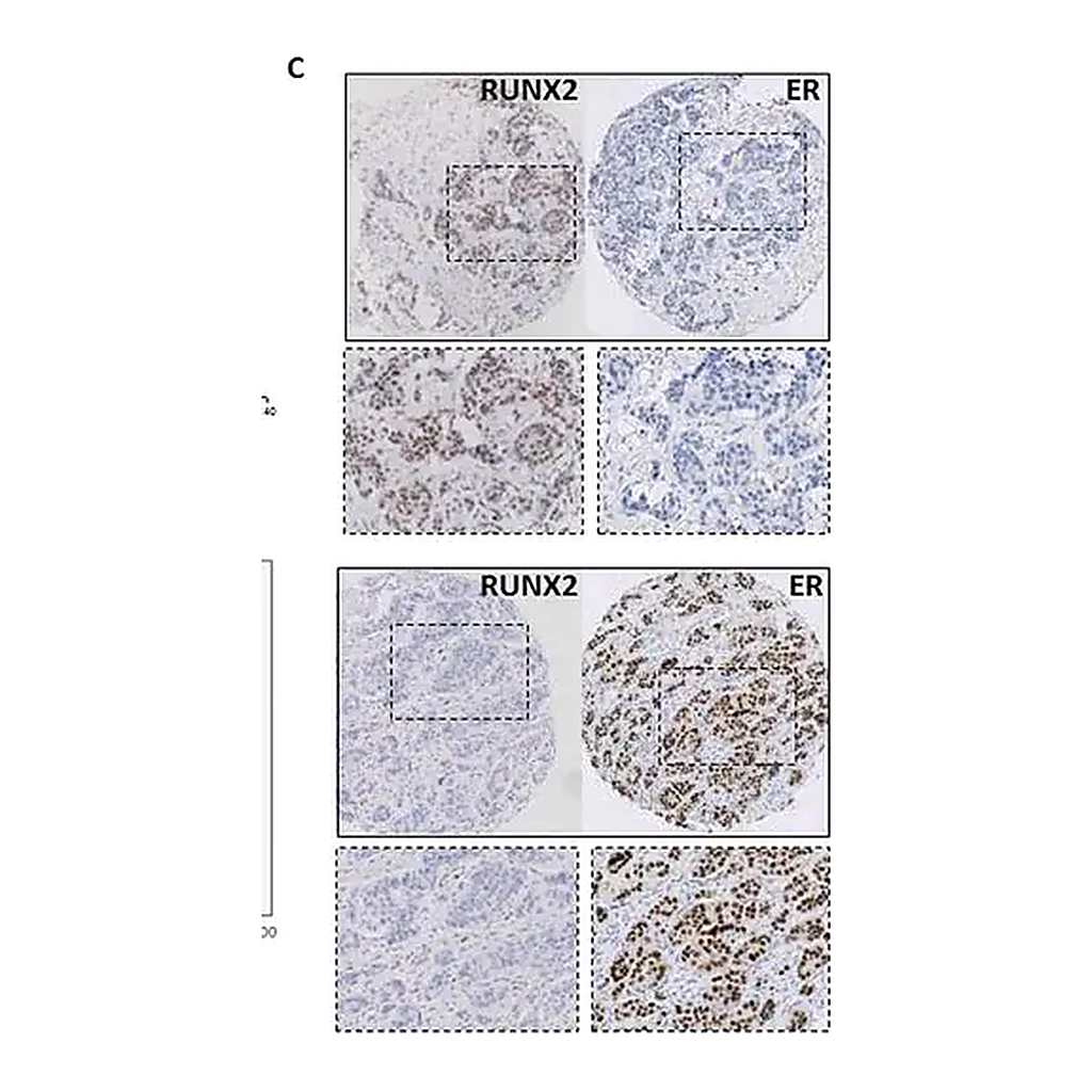Merck Anti-RUNX2 antibody produced in rabbit