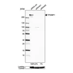 Merck Anti-TP53BP1 antibody produced in rabbit