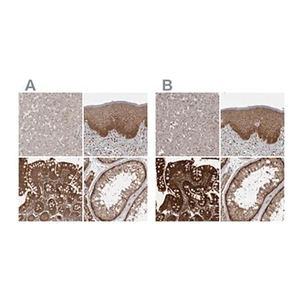 Merck Anti-STK24 antibody produced in rabbit
