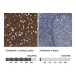 Merck Anti-ATP6V0A1 antibody produced in rabbit