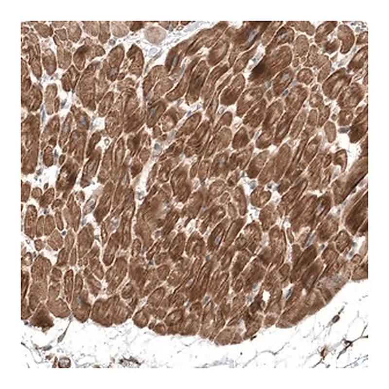 Merck Anti-TCAP antibody produced in rabbit