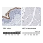 Merck Anti-PERP antibody produced in rabbit