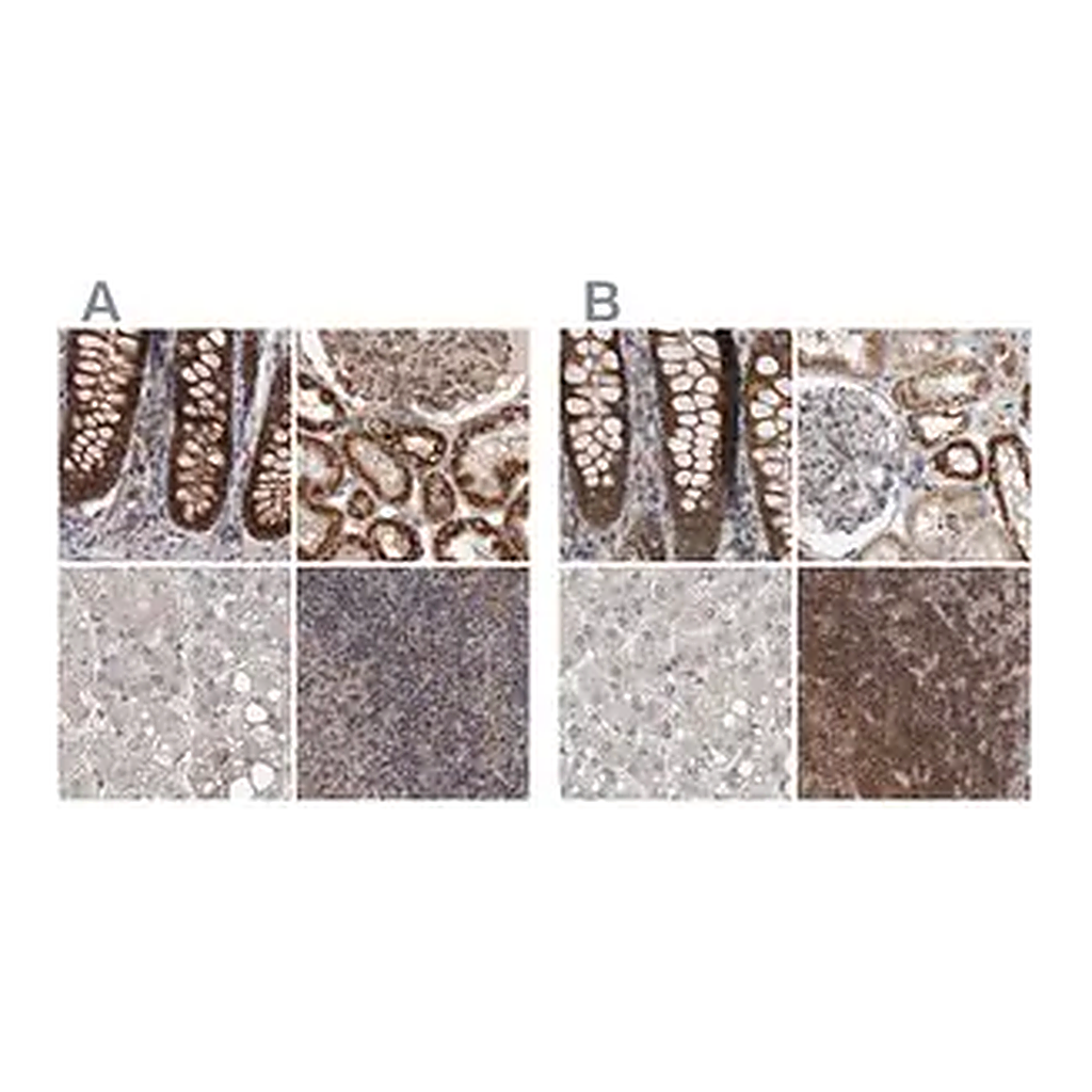 Merck Anti-DARS2 antibody produced in rabbit