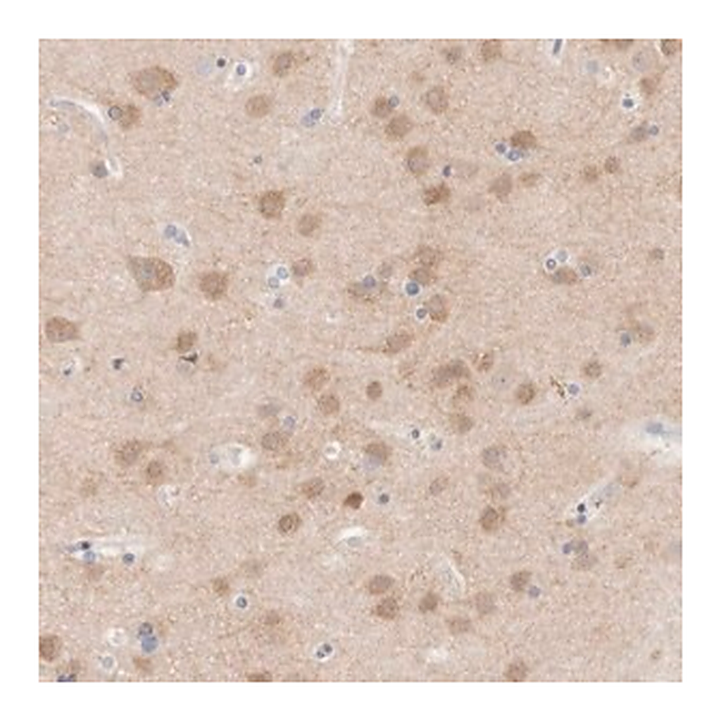 Merck Anti-MPP2 antibody produced in rabbit