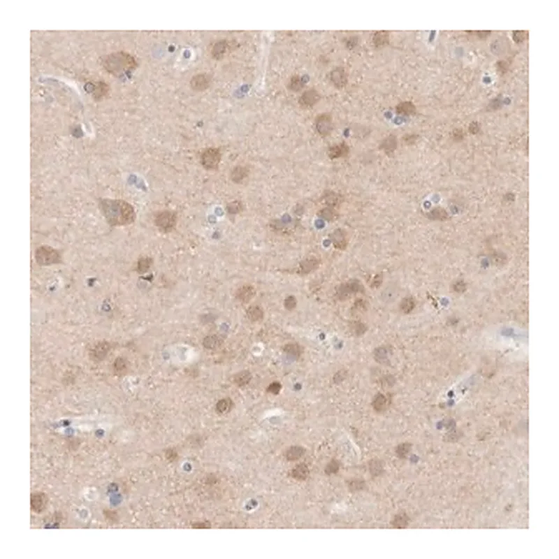 Merck Anti-MPP2 antibody produced in rabbit