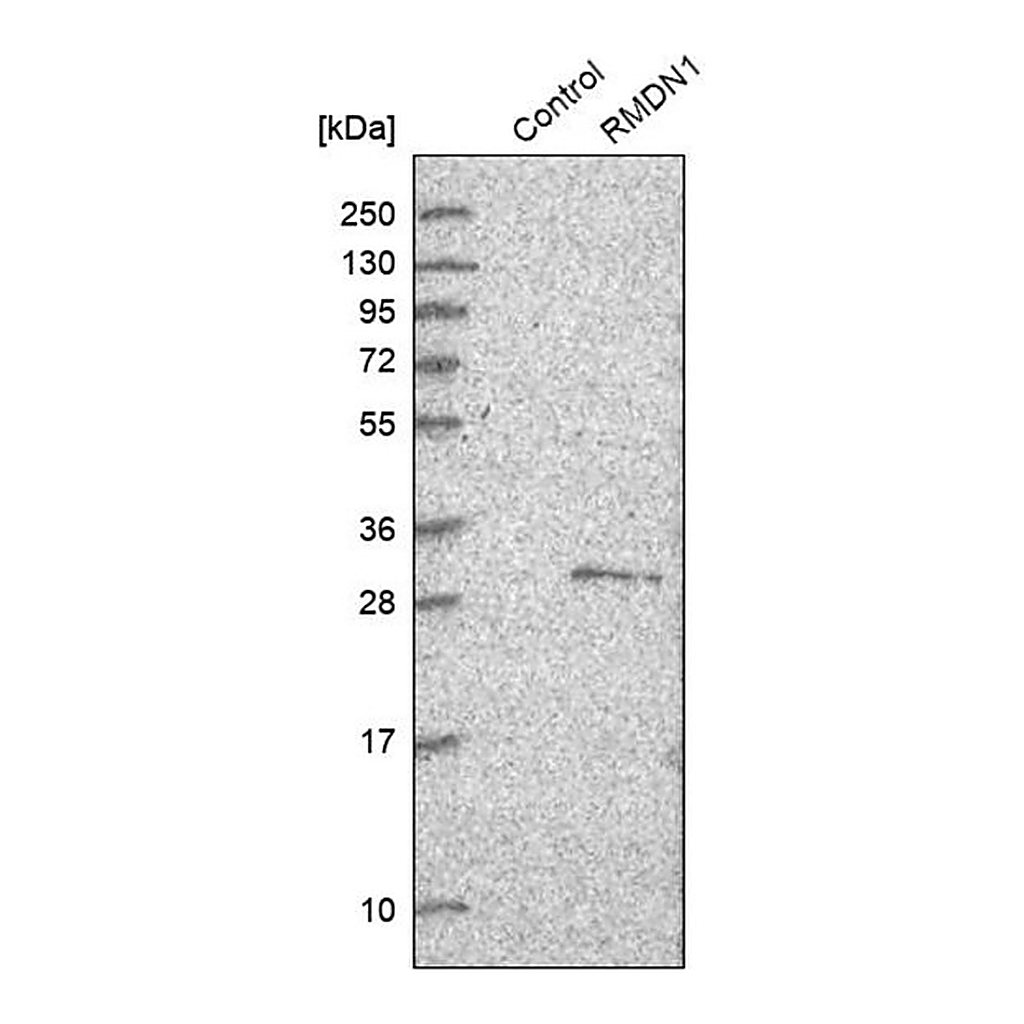 Merck Anti-RMDN1 antibody produced in rabbit
