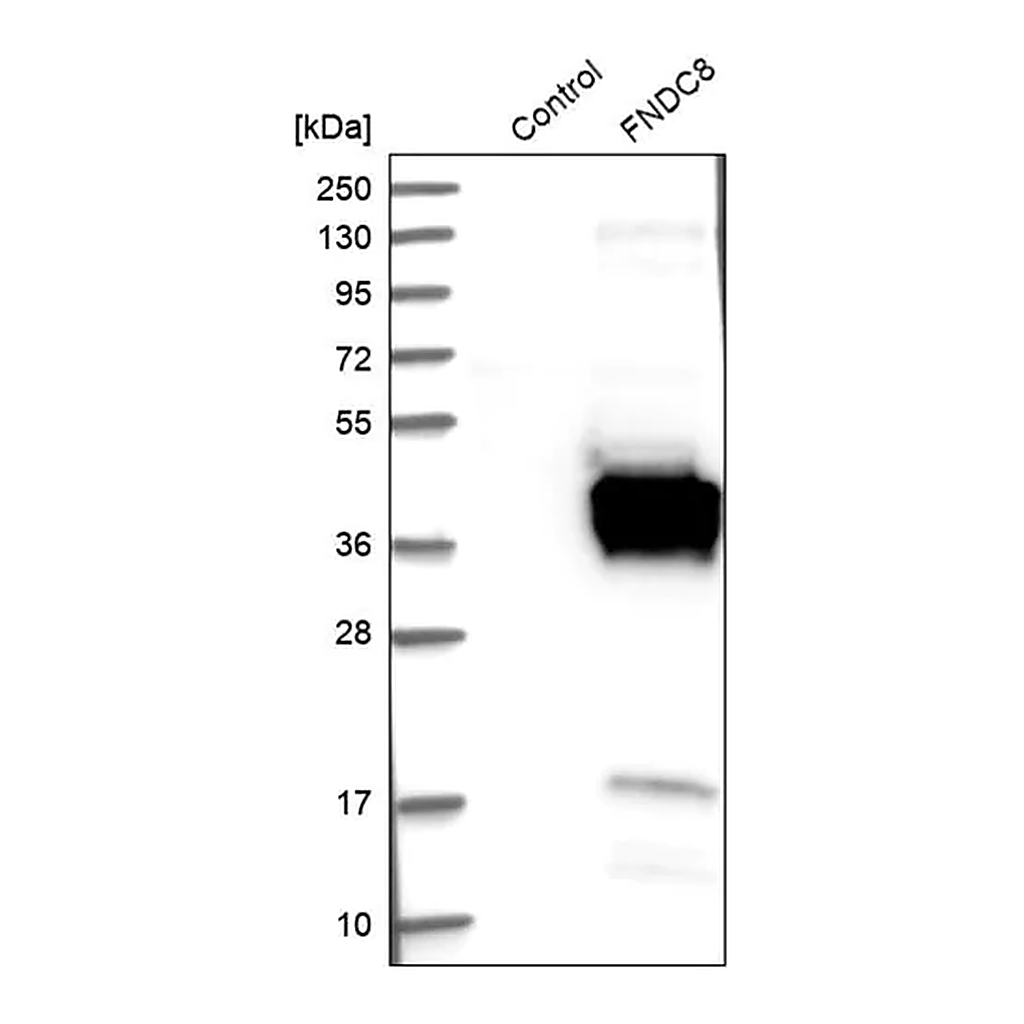 Merck Anti-FNDC8 antibody produced in rabbit