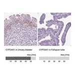 Merck Anti-CYP24A1 antibody produced in rabbit