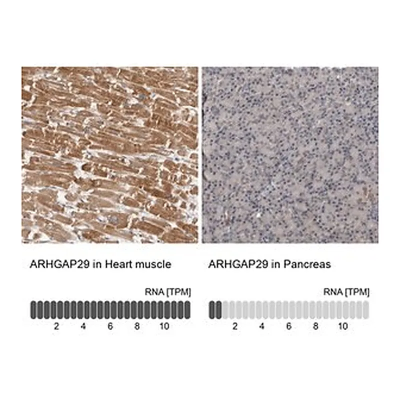 Merck Anti-ARHGAP29 antibody produced in rabbit