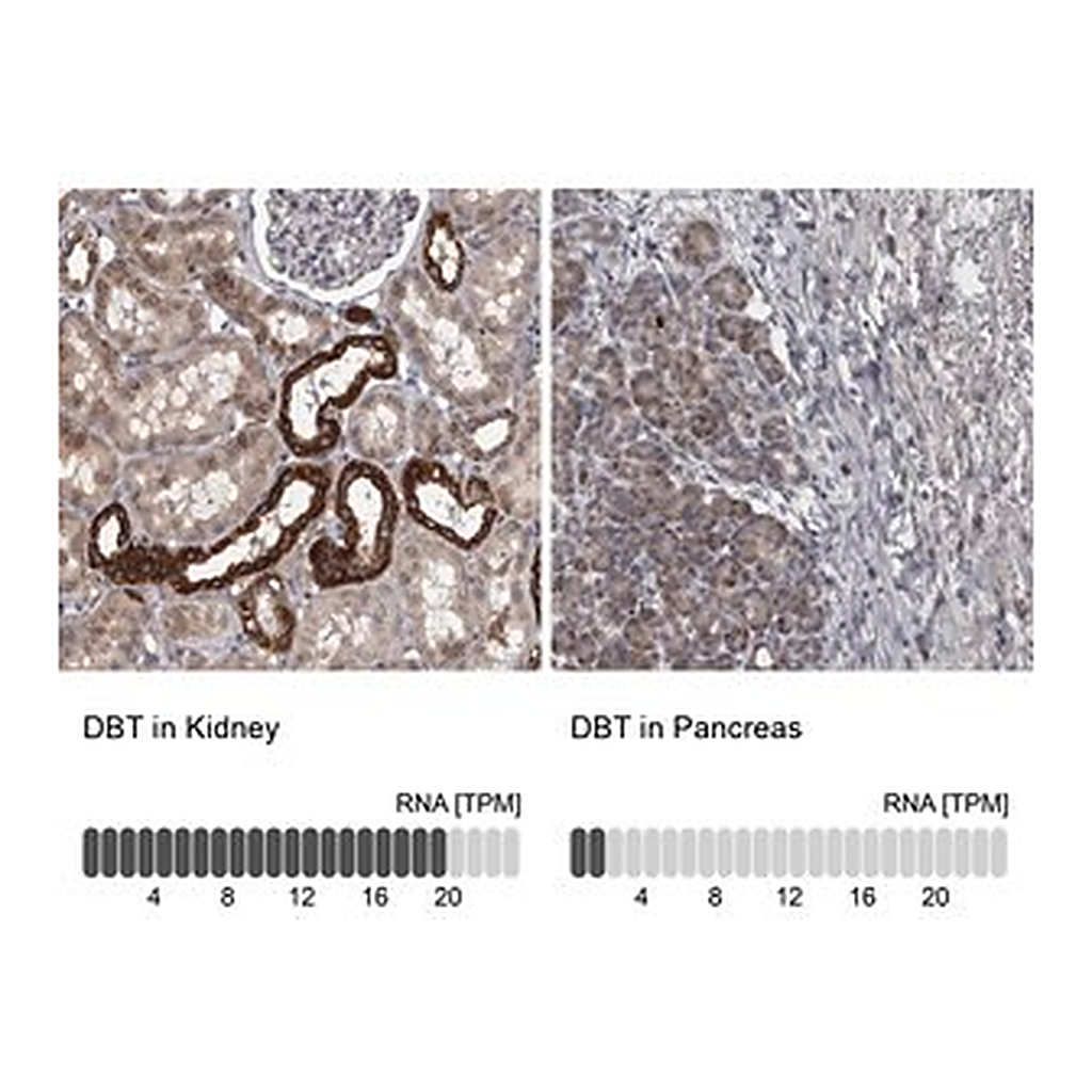 Merck Anti-DBT antibody produced in rabbit