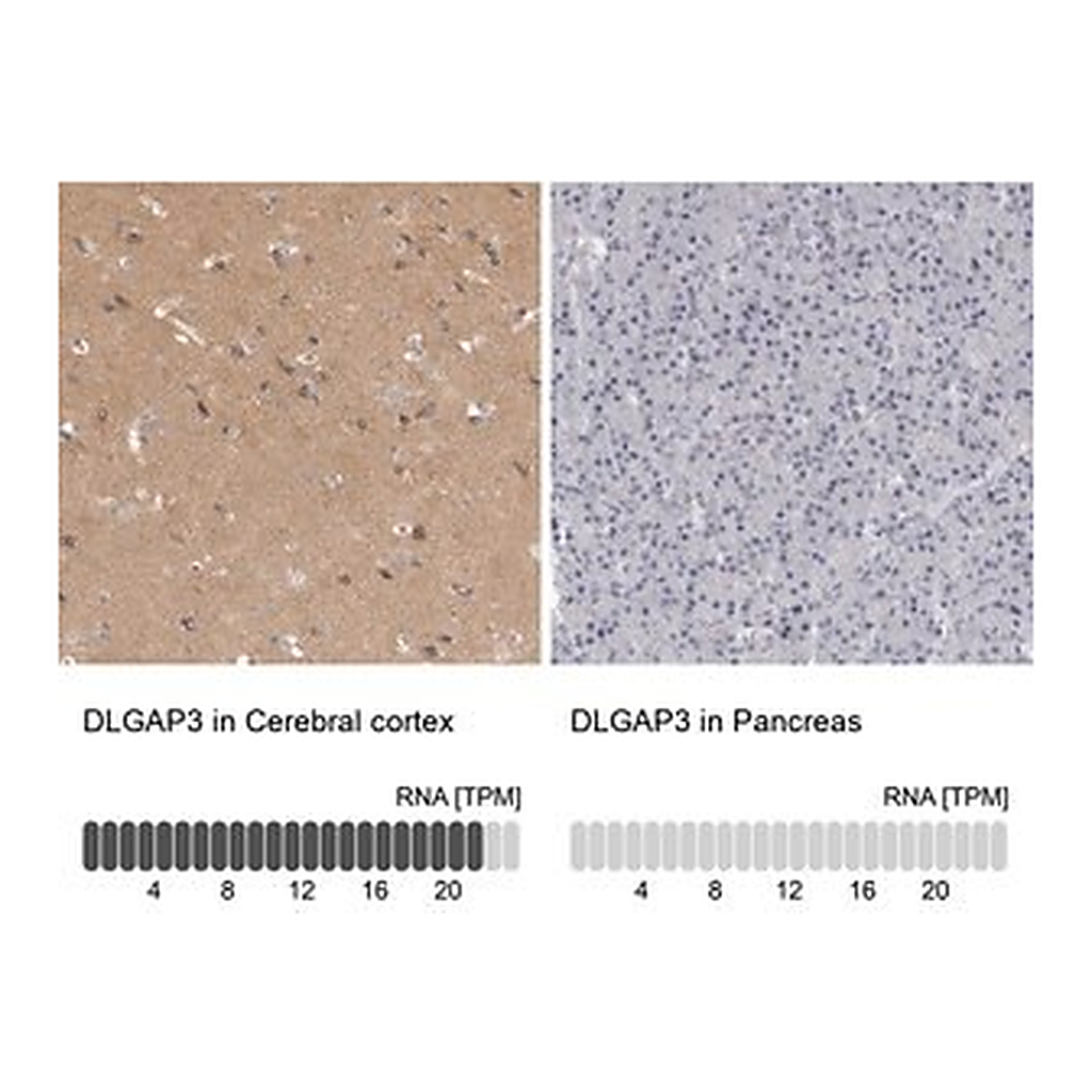 Merck Anti-DLGAP3 antibody produced in rabbit