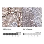 Merck Anti-DBT antibody produced in rabbit
