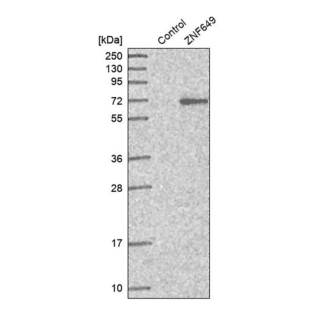 Merck Anti-ZNF649 antibody produced in rabbit