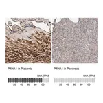 Merck Anti-P4HA1 antibody produced in rabbit