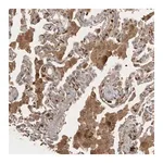 Merck Anti-VEPH1 antibody produced in rabbit