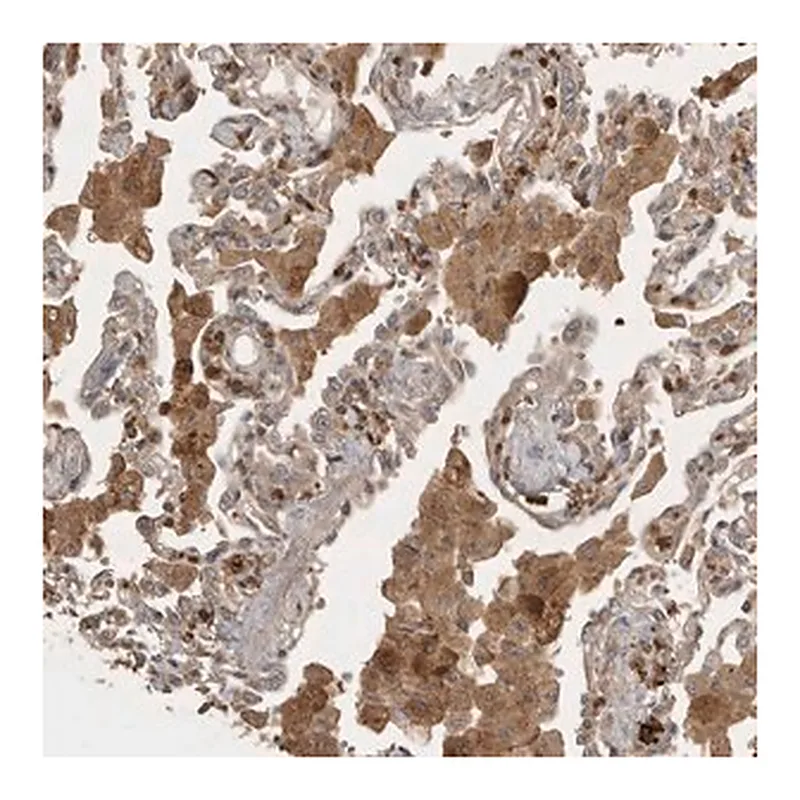 Merck Anti-VEPH1 antibody produced in rabbit