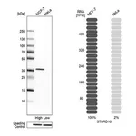 Merck Anti-STARD10 antibody produced in rabbit