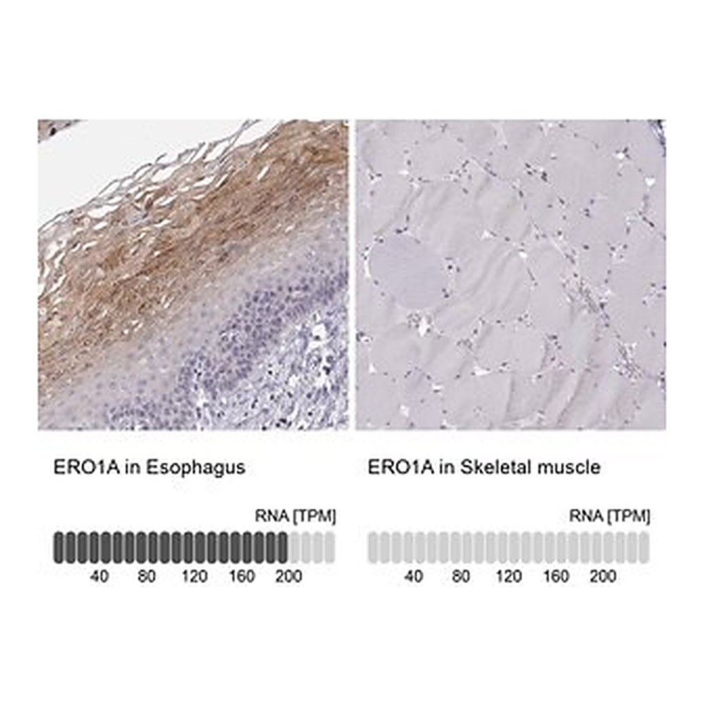 Merck Anti-ERO1A antibody produced in rabbit