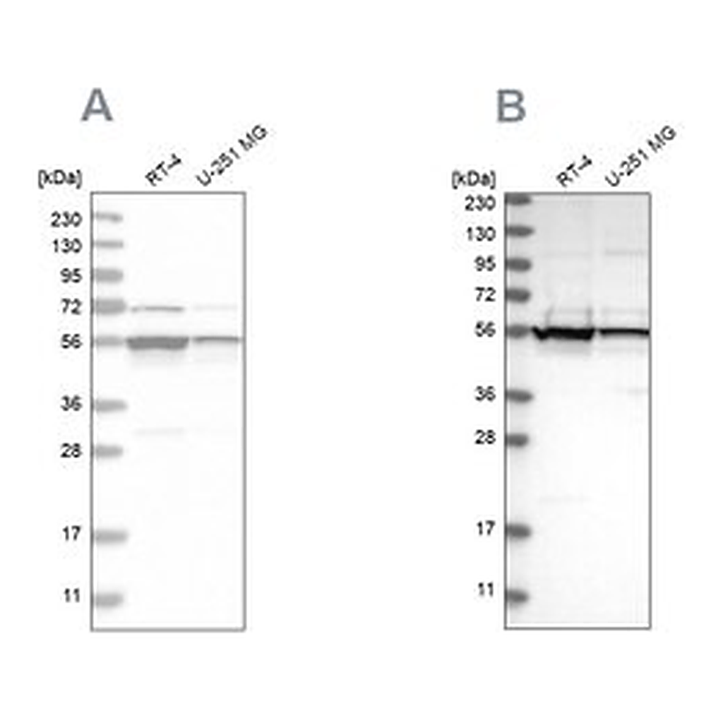 Merck Anti-DDX6 antibody produced in rabbit