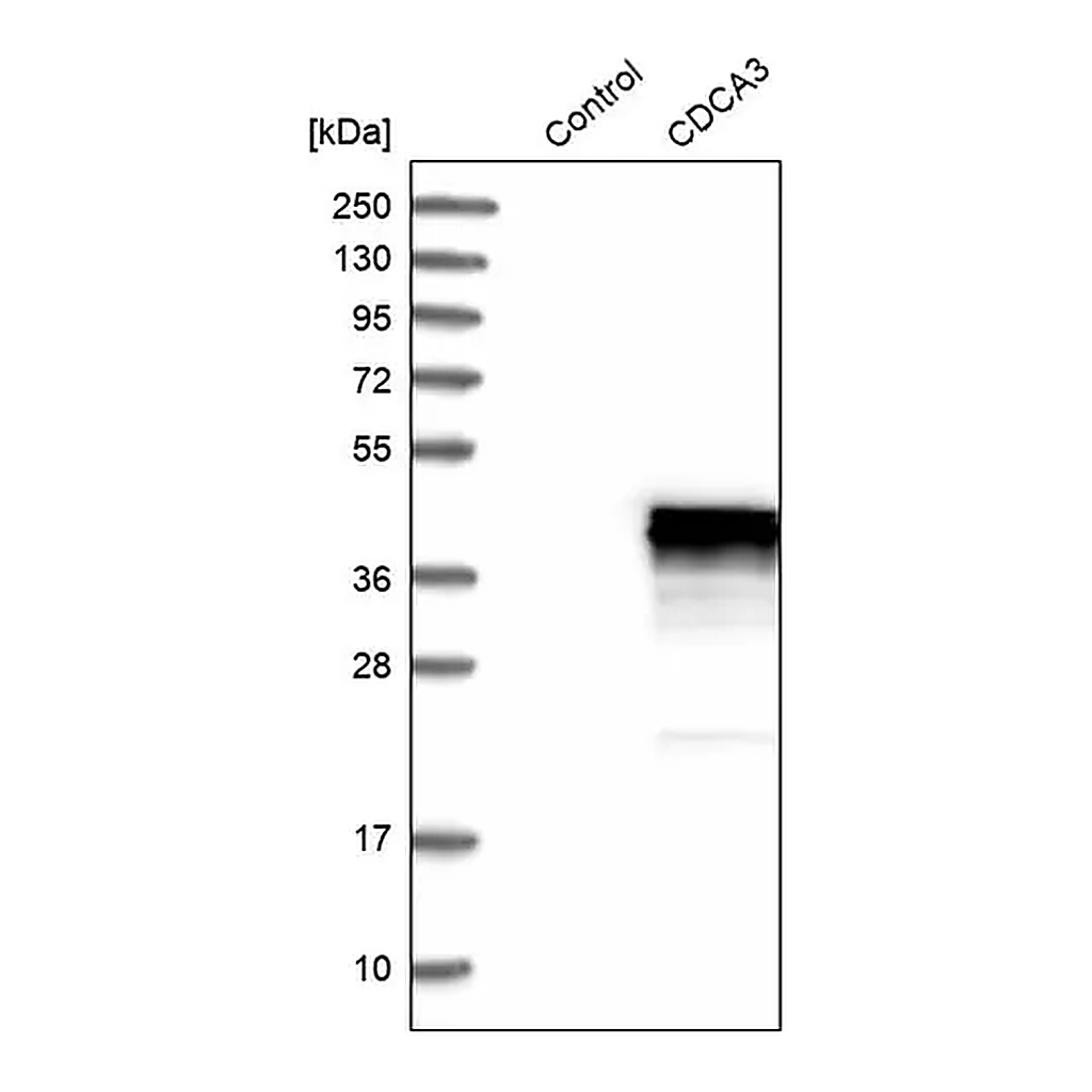 Merck Anti-CDCA3 antibody produced in rabbit
