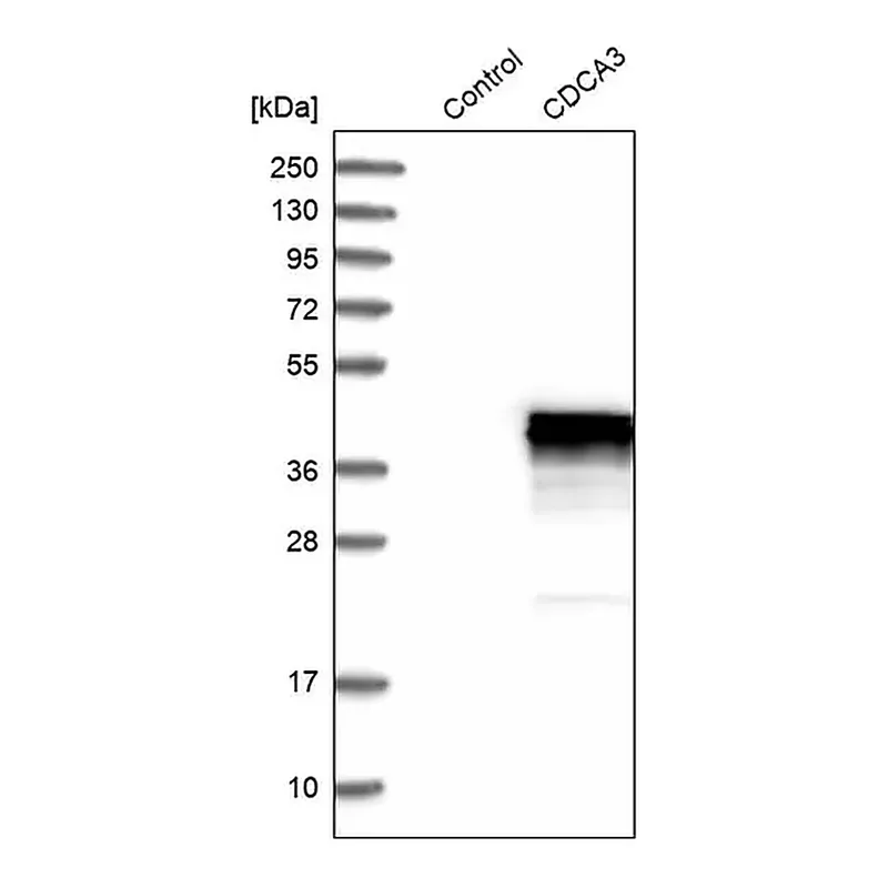 Merck Anti-CDCA3 antibody produced in rabbit