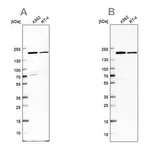 Merck Anti-EPRS antibody produced in rabbit